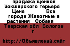 продажа щенков йокширского терьера › Цена ­ 25 000 - Все города Животные и растения » Собаки   . Тверская обл.,Бологое г.